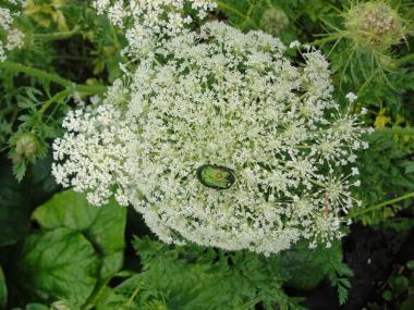 Billede af blomst