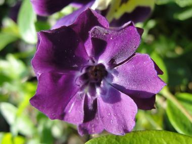 Billede af blomst