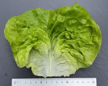 Nærbillede