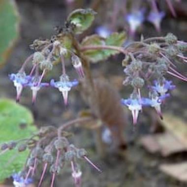 Billede af blomst