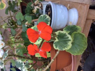 Billede af blomst