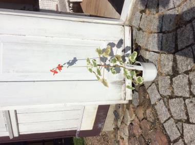 Billede af plante