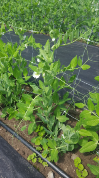 Billede af blomst