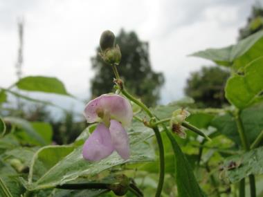 Billede af blomst