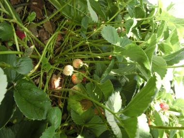 Billede af plante