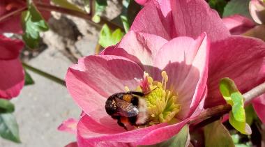 Billede af blomst