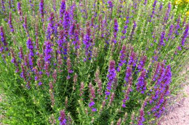 Billede af blomst