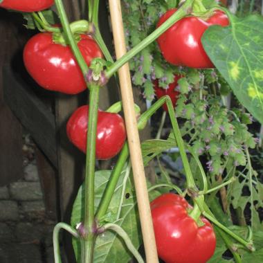 Billede af plante