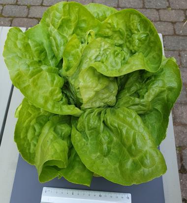 Billede af plante