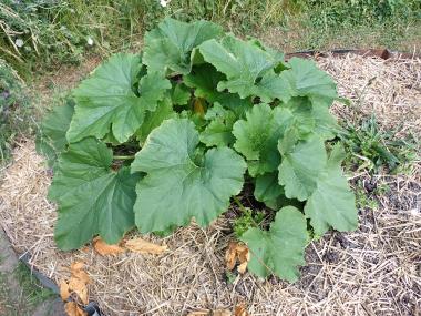 Billede af plante