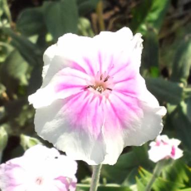 Billede af blomst