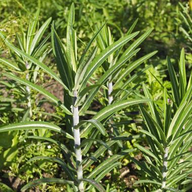 Billede af plante