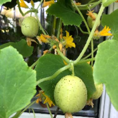 Billede af plante