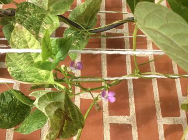 Billede af blomst