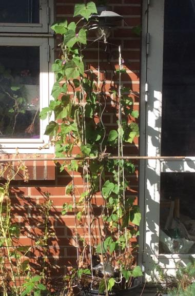 Billede af plante