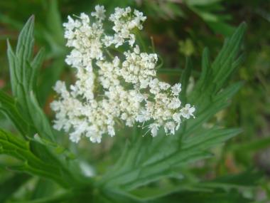 Billede af blomst