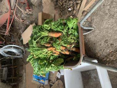 Billede af plante