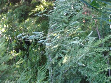 Billede af plante