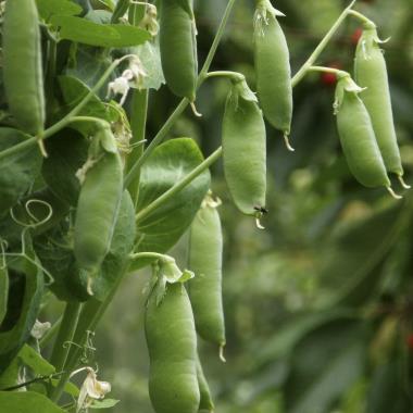 Billede af plante
