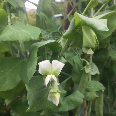 Billede af blomst