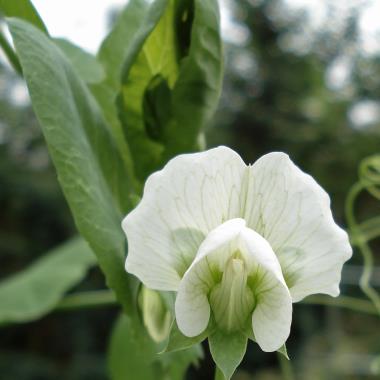 Billede af blomst