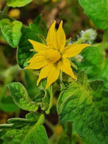 Billede af blomst