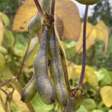 Billede af plante