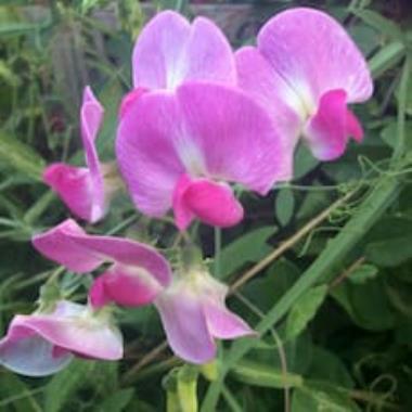 Billede af blomst
