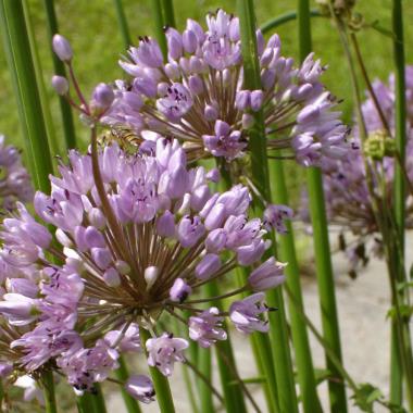 Billede af blomst