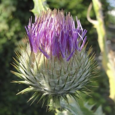 Billede af blomst