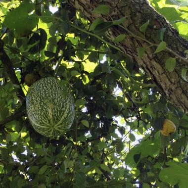 Billede af plante