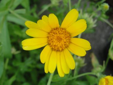Billede af blomst