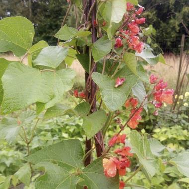 Billede af blomst