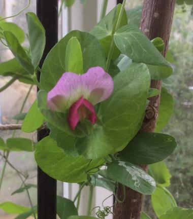 Billede af blomst