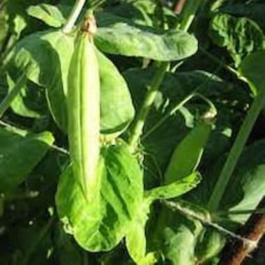 Billede af plante