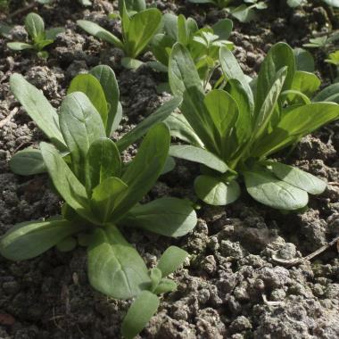 Billede af plante
