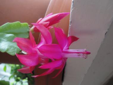 Billede af blomst