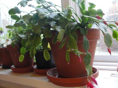 Billede af plante