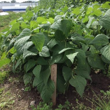Billede af plante