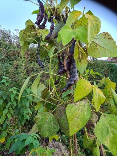 Billede af plante