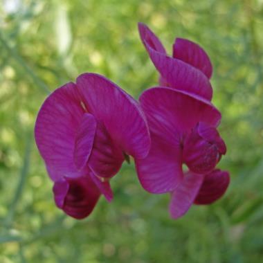 Billede af blomst