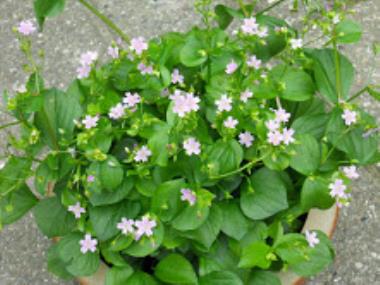Billede af plante