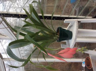 Billede af plante