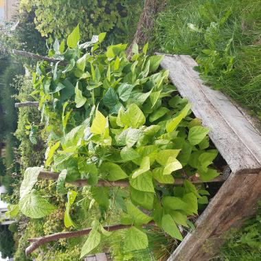Billede af plante