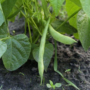Billede af plante