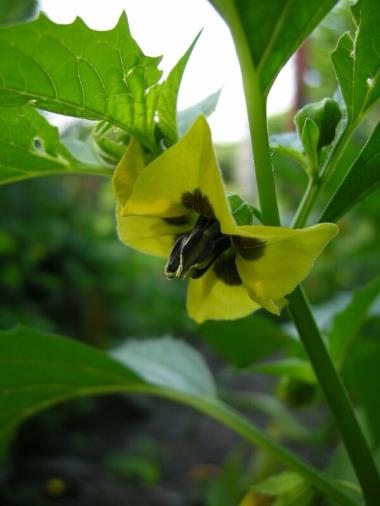 Billede af blomst