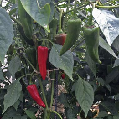 Billede af plante