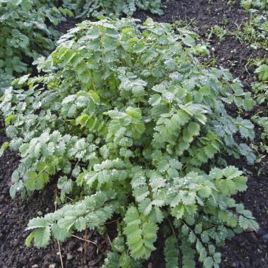 Billede af plante