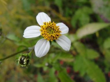 Billede af blomst