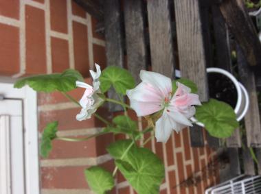Billede af blomst